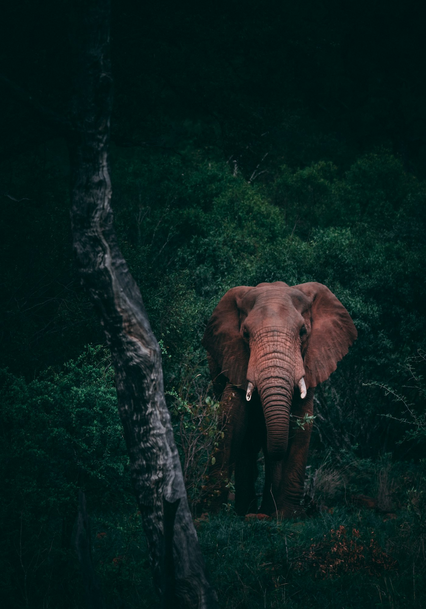 Big Five Watch Safaris